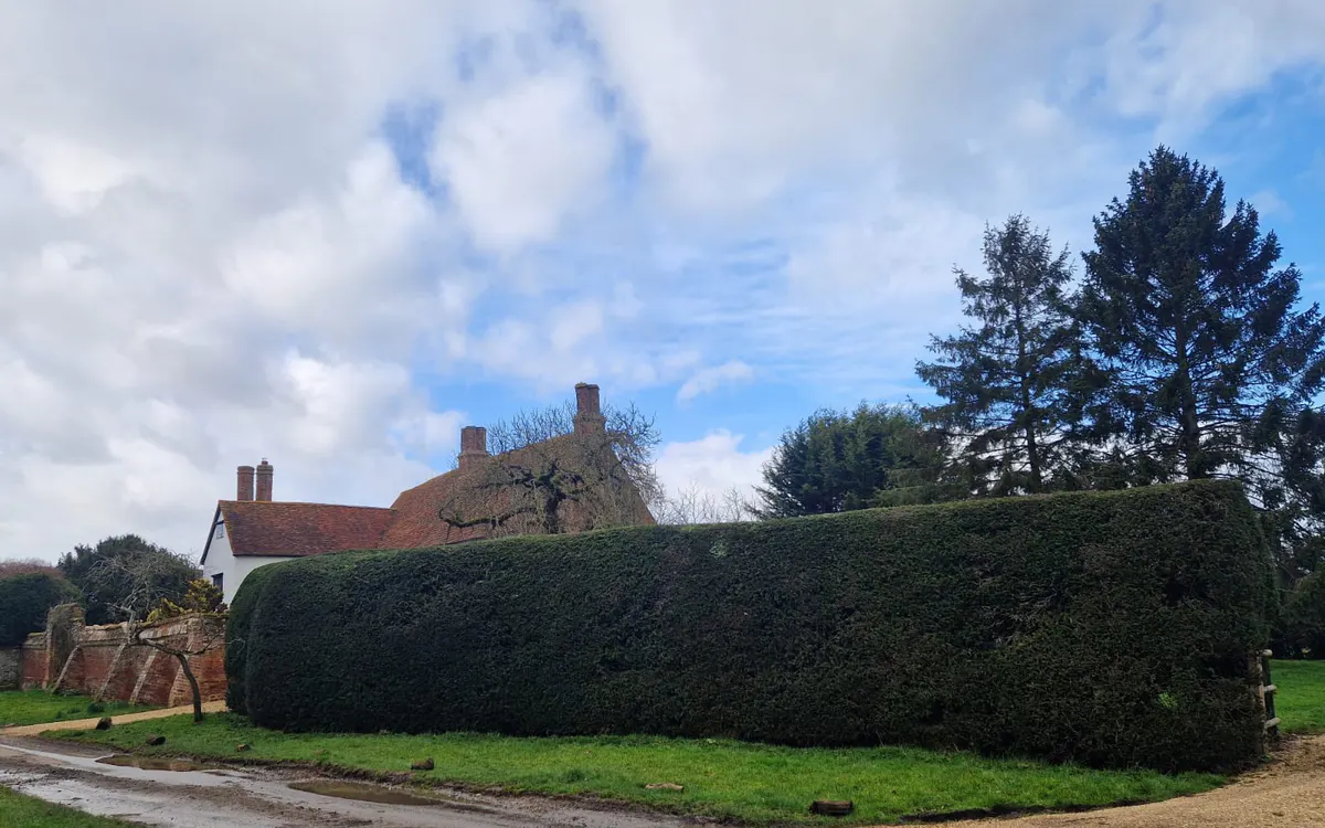 Large formal hedge cut and shaped around a garden