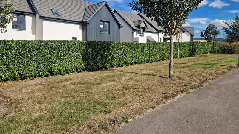 Long neatly cut hedge beside homes in a managed development