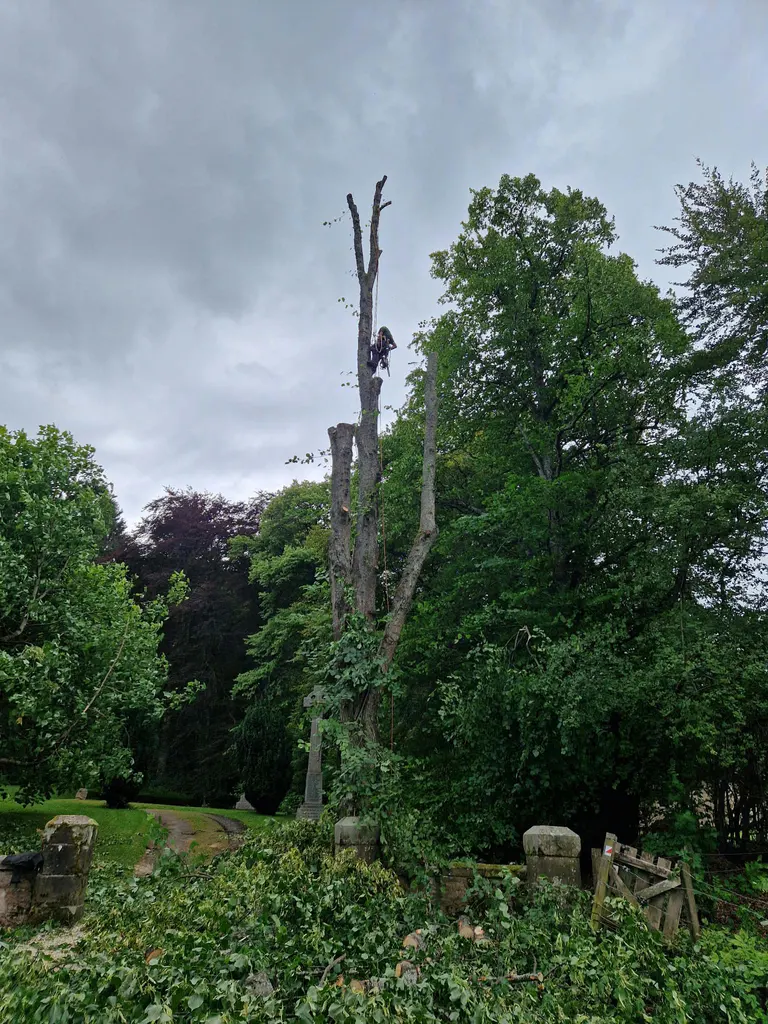 Tree worker carrying out a controlled dismantling using climbing and rigging equipment