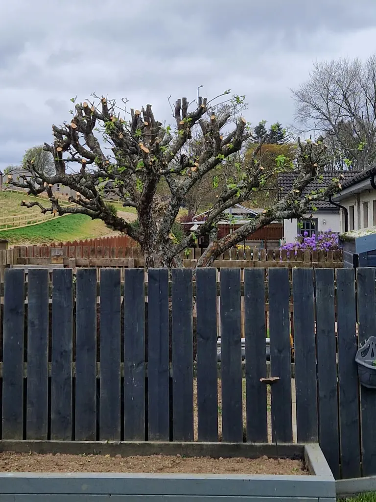 Tree after an agreed reduction with branches cut back