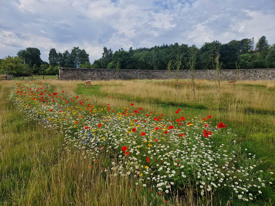Curving wildflower borders through long grass in a walled garden