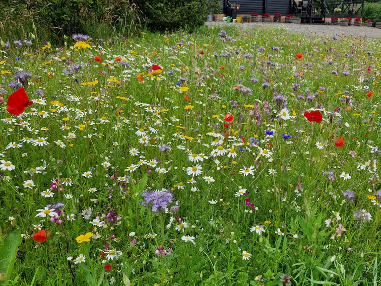 Colourful wildflowers across a maintained outdoor space